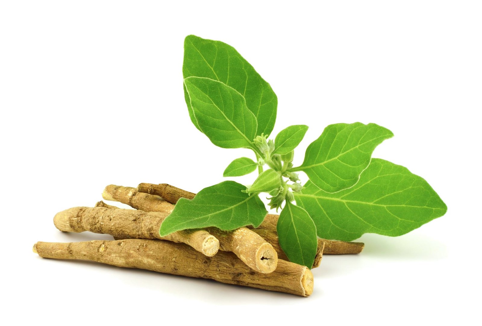 1645458865082426 shutterstock 2048126315